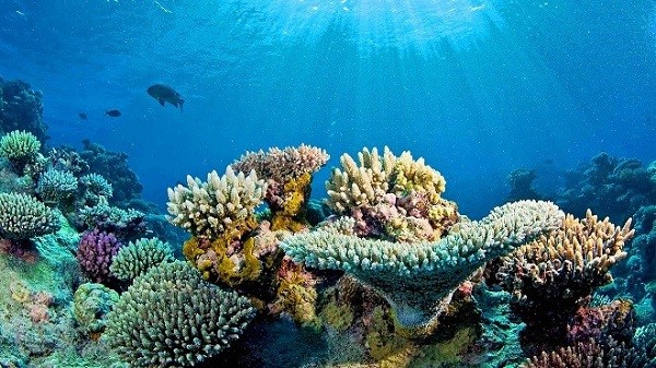 dải san hô đầy màu sắc tại Đảo Hòn Khô
